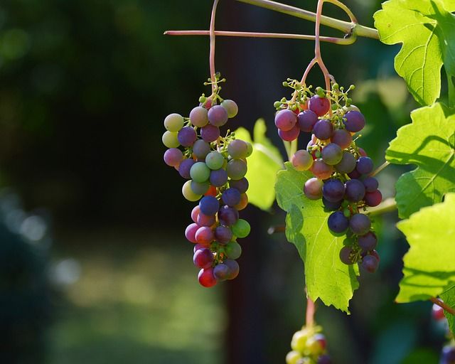 Viticulture, horticulture, maraîchage... Viticulture, horticulture, maraîchage...